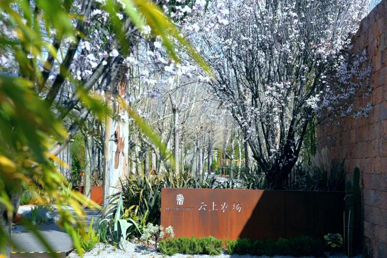Отель Banyan Tree Lijiang Лицзян Экстерьер фото